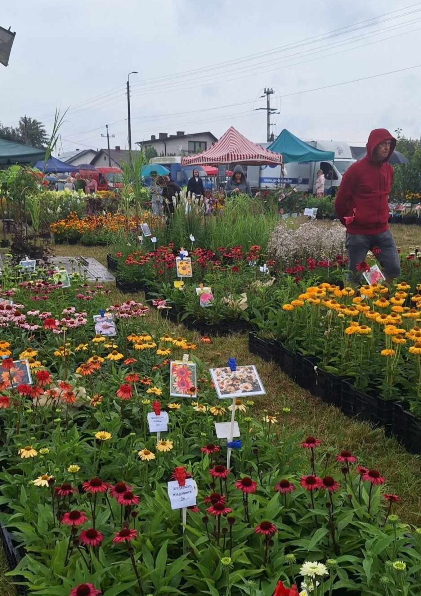 Zdjęcie przedstawia kolorowe kwiaty, które można było kupić podczas szesnastej edycji Święta Kwiatów na os. Karsznice w dniu 28 lipca.