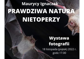 grafika na stronę